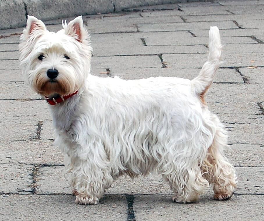 #33. West Highland white terrier (tie)